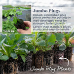Salvia 'melba Magic Peach' - Soft Peach, Long-flowering Perennial | 3 x Jumbo Plugs | Multi