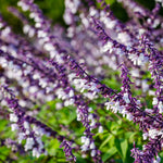 Salvia leucantha x chiapensis 'Phyllis' Fancy' - 9cm pots | Set-of-3 | White