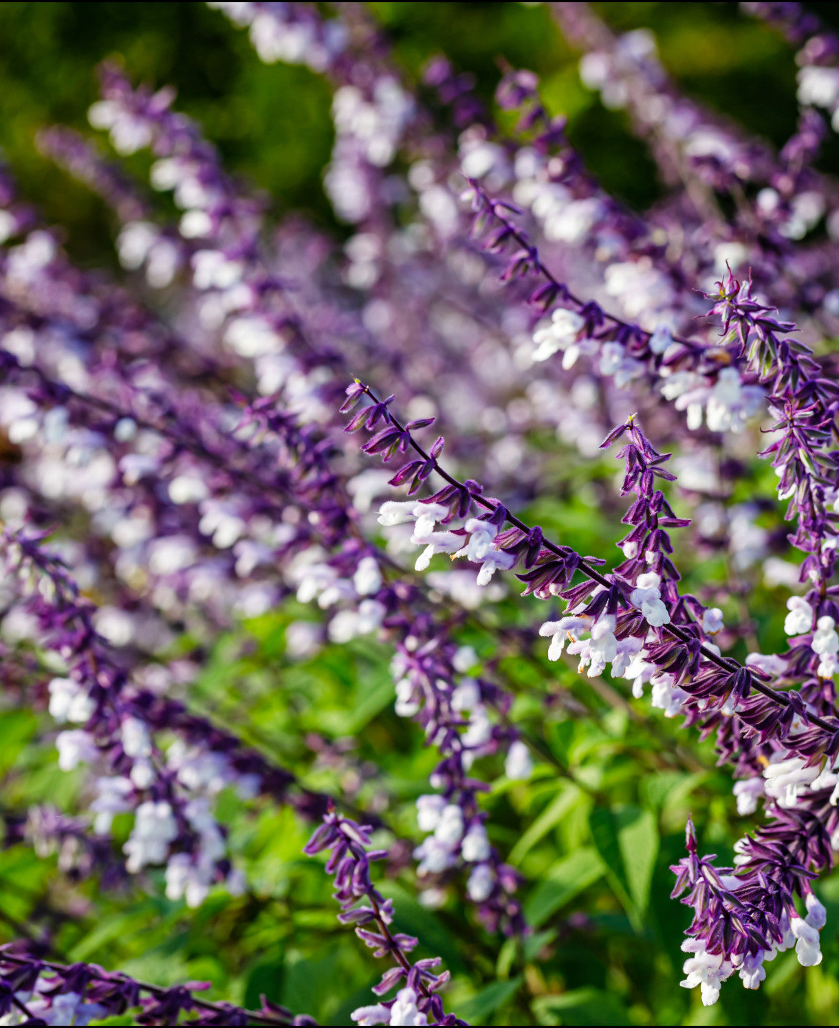 Salvia leucantha x chiapensis 'Phyllis' Fancy' - 9cm pots | Set-of-3 | White