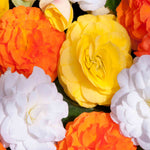 Begonia Citrus Mix - 6 Young Plants
