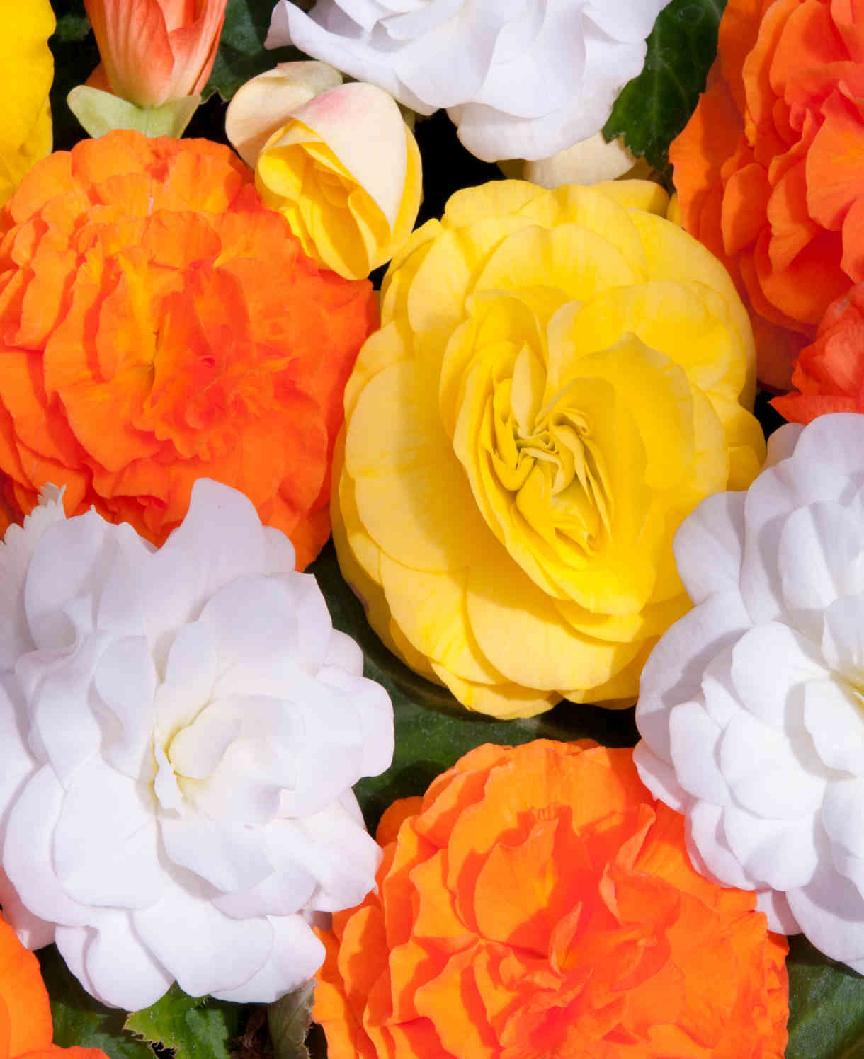 Begonia Citrus Mix - 6 Young Plants