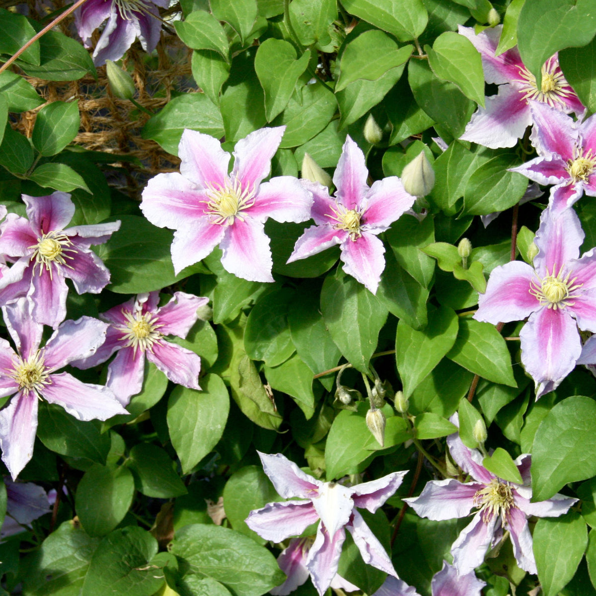 Leather Flower - Clematis Hybrid - Height 25-40cm - ⌀9cm | Set of 6 | Purple