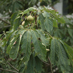 Common Walnut Tree (bare-root, Juglans Regia) | 1 x Bare Root