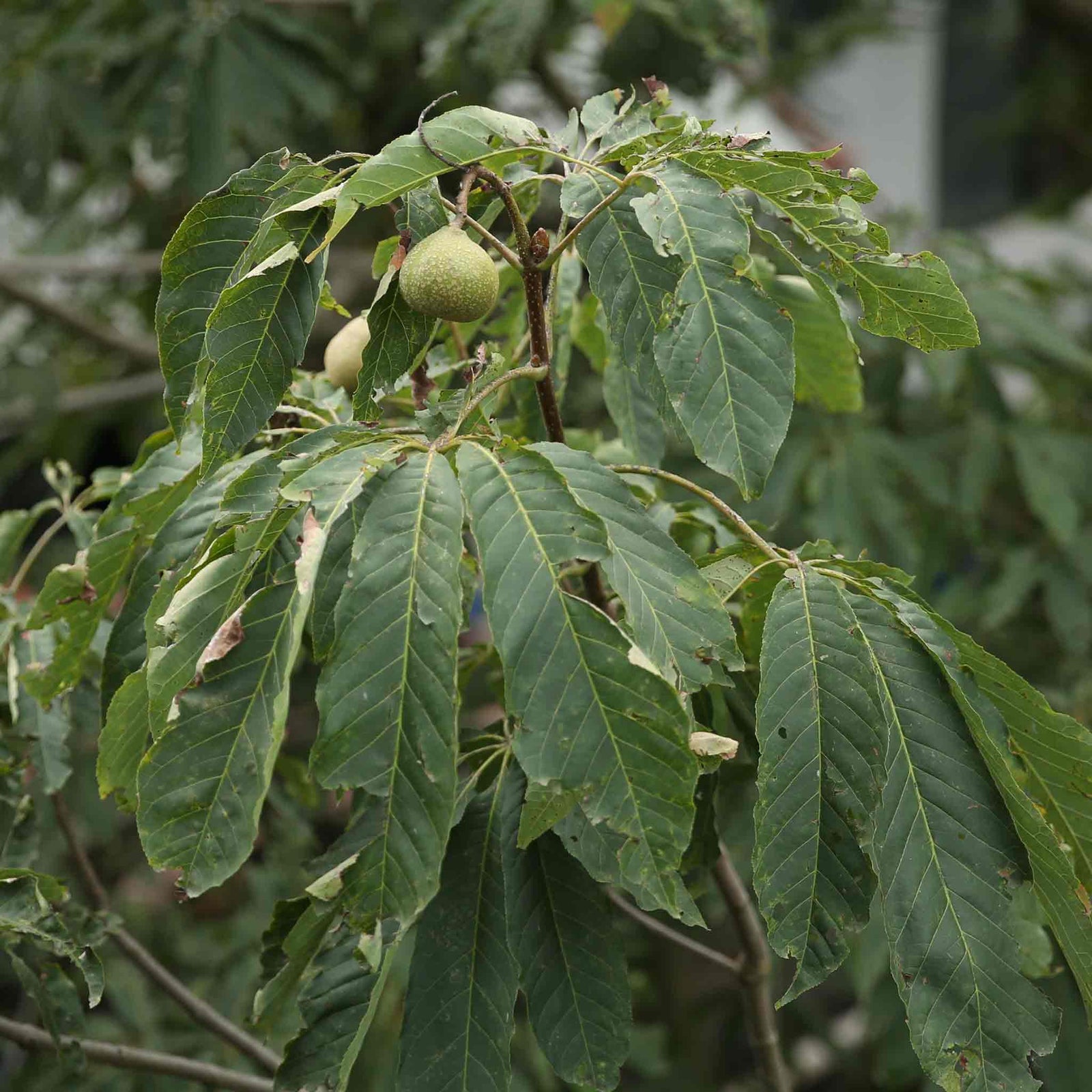 Common Walnut Tree (bare-root, Juglans Regia) | 1 x Bare Root