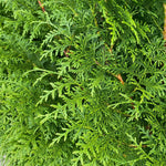 5x Thuja Plicata Gelderland Western Red Cedar Trees 3-4ft Supplied In 2 Litre Pots