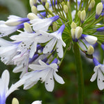 Agapanthus Twister 9cm Pot | 2 x 9cm
