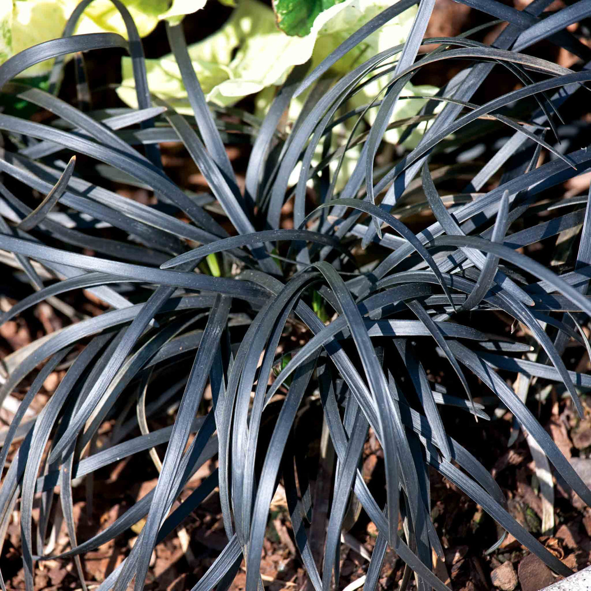 Ophiopogon Planiscapus 'nigrescens' Hardy Evergreen Perennial 9cm | Set of 3 | Mauve