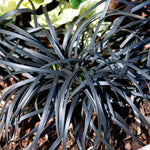 Ophiopogon Planiscapus 'nigrescens' Hardy Evergreen Perennial 9cm | Set of 1 | Mauve