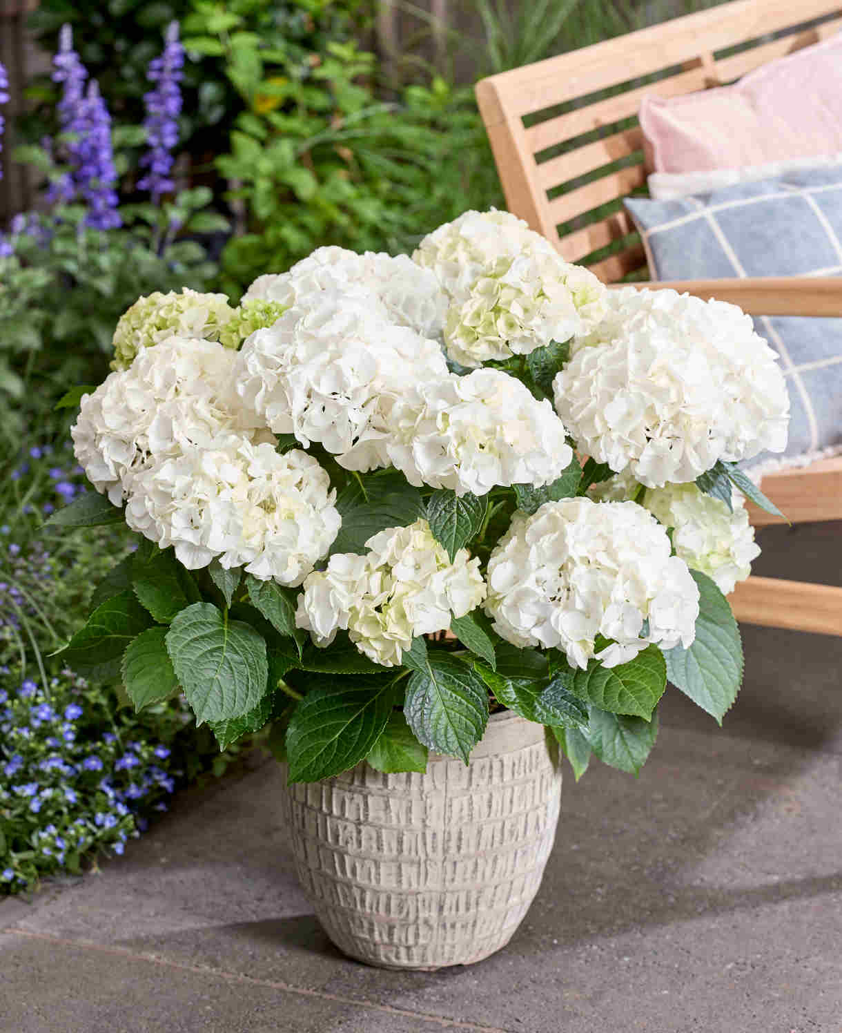 Hydrangea Macrophylla Wudu White - 14cm pot | Set-of-1 | White