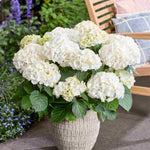Hydrangea Macrophylla Wudu White - 14cm pot | Set-of-3 | White