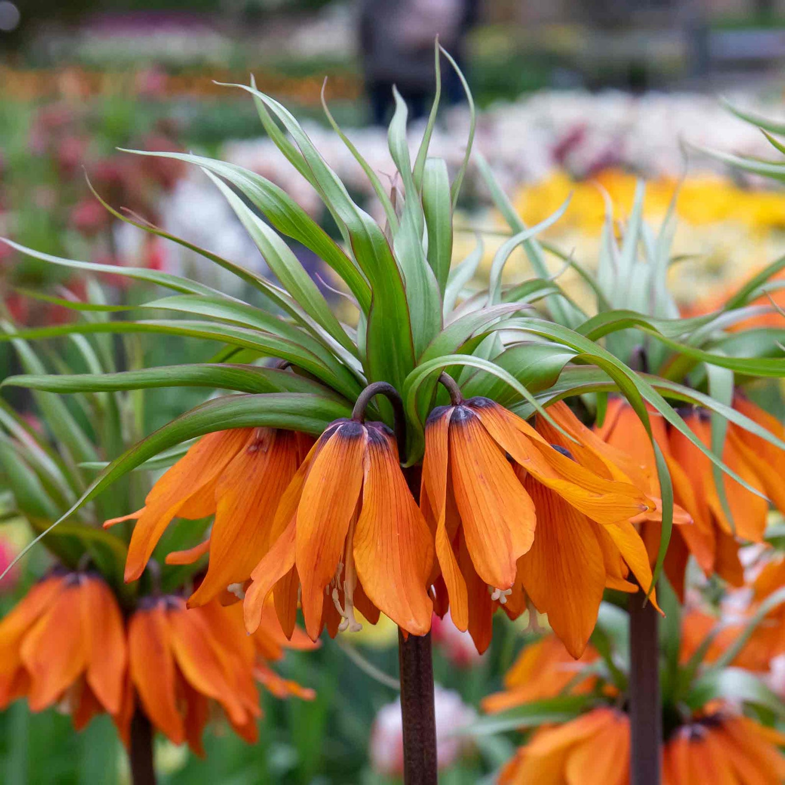 Fritillaria Imperialis 'rubra' (crown Imperial) - , Crimson Red | 3 x Bulbs | Crimson