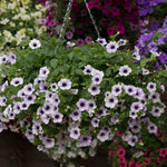 Petunia Surfinia 'blue Vein' Plug Plant | 6 x Plug Plants | Multi