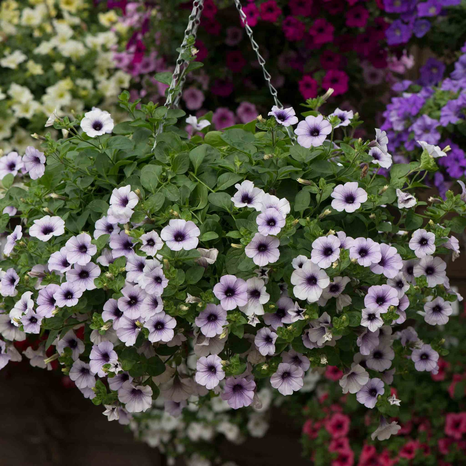 Petunia Surfinia 'blue Vein' Plug Plant | 12 x Plug Plants | Multi