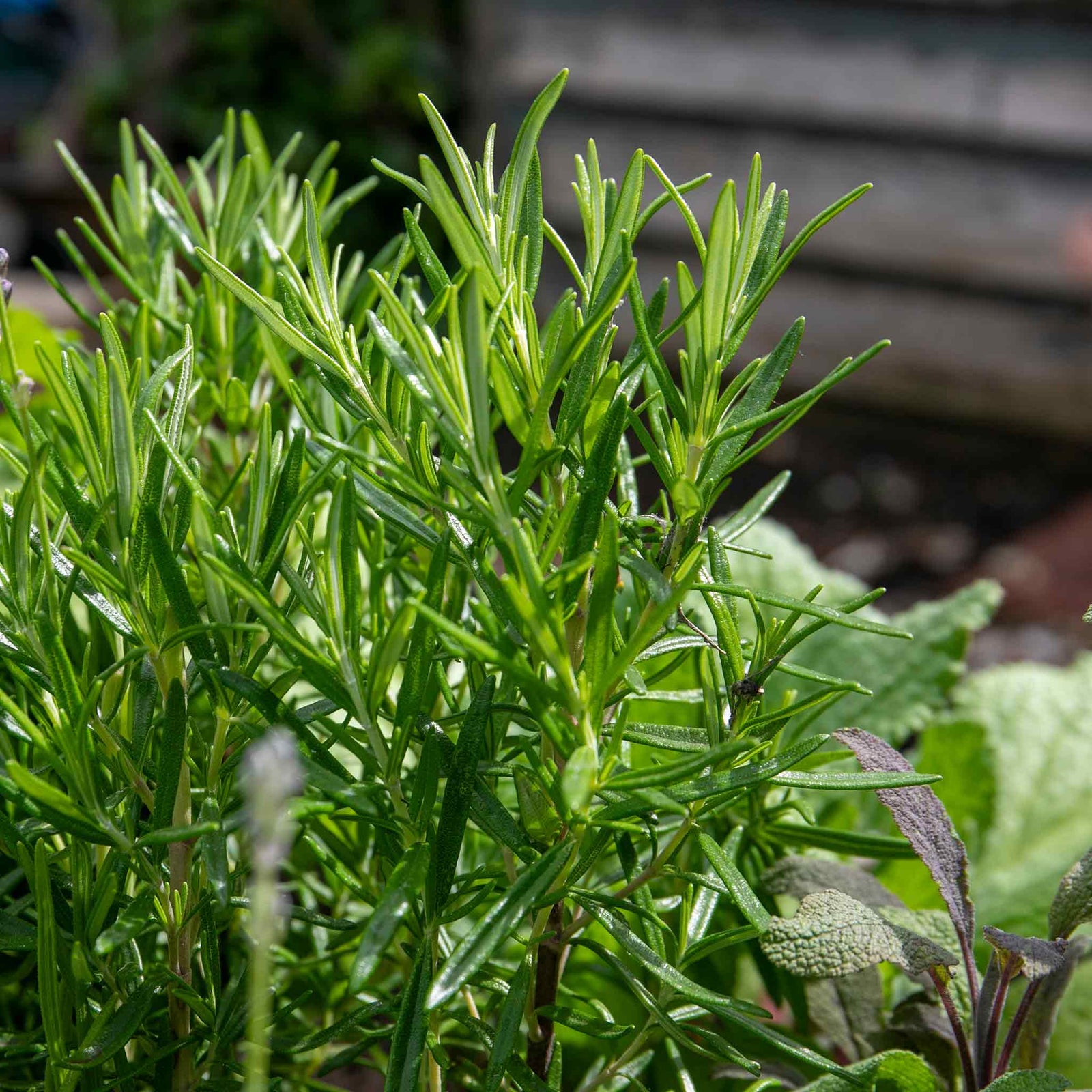 Sense-ational Herb Collection | 6 Plug Plants | Green