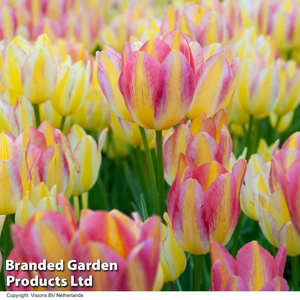 Thompson & Morgan Tulip Colour Changing Collection 32 Bulbs