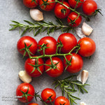 Nurseryman's Choice Tomato Potted Plant | 3 x 9cm
