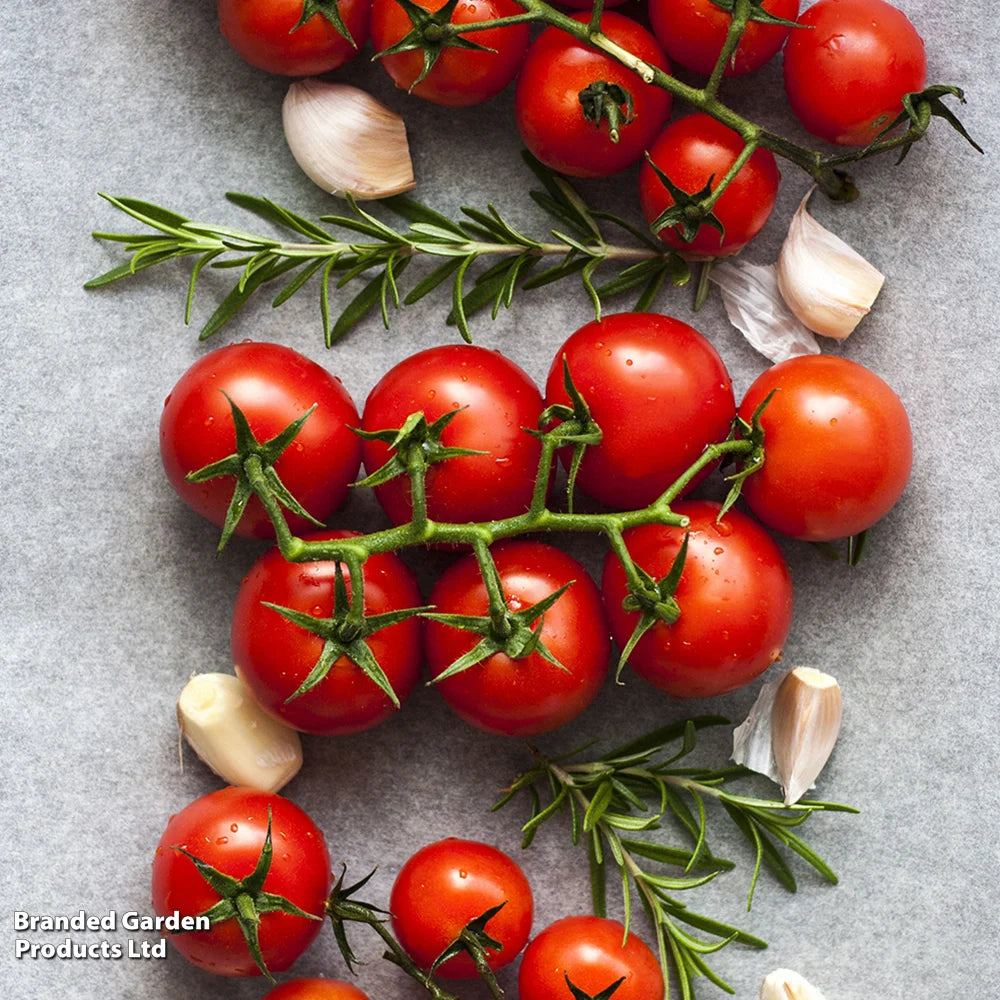 Nurseryman's Choice Tomato Potted Plant | 3 x 9cm