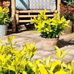 Euonymus Japonicus 'el Dorado' Compact 60cm Evergreen Shrub | 1 x 9cm | Lime Green