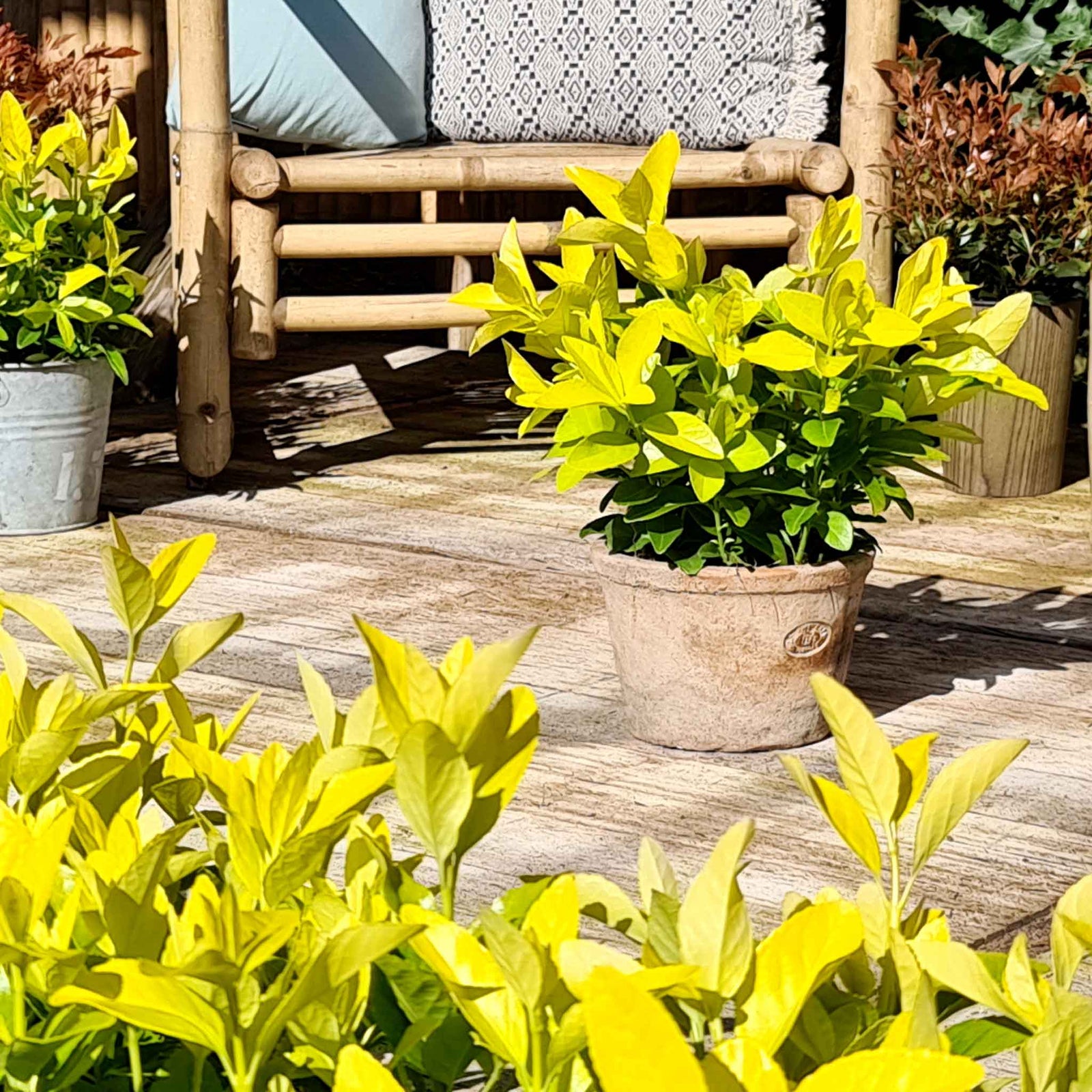 Euonymus Japonicus 'el Dorado' Compact 60cm Evergreen Shrub | 1 x 9cm | Lime Green