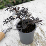 Sambucus Nigra 'black Lace' - Black Foliage Shrub, White Flowers, Bird‑attractive | 1 x 7.5L | Pink & Black
