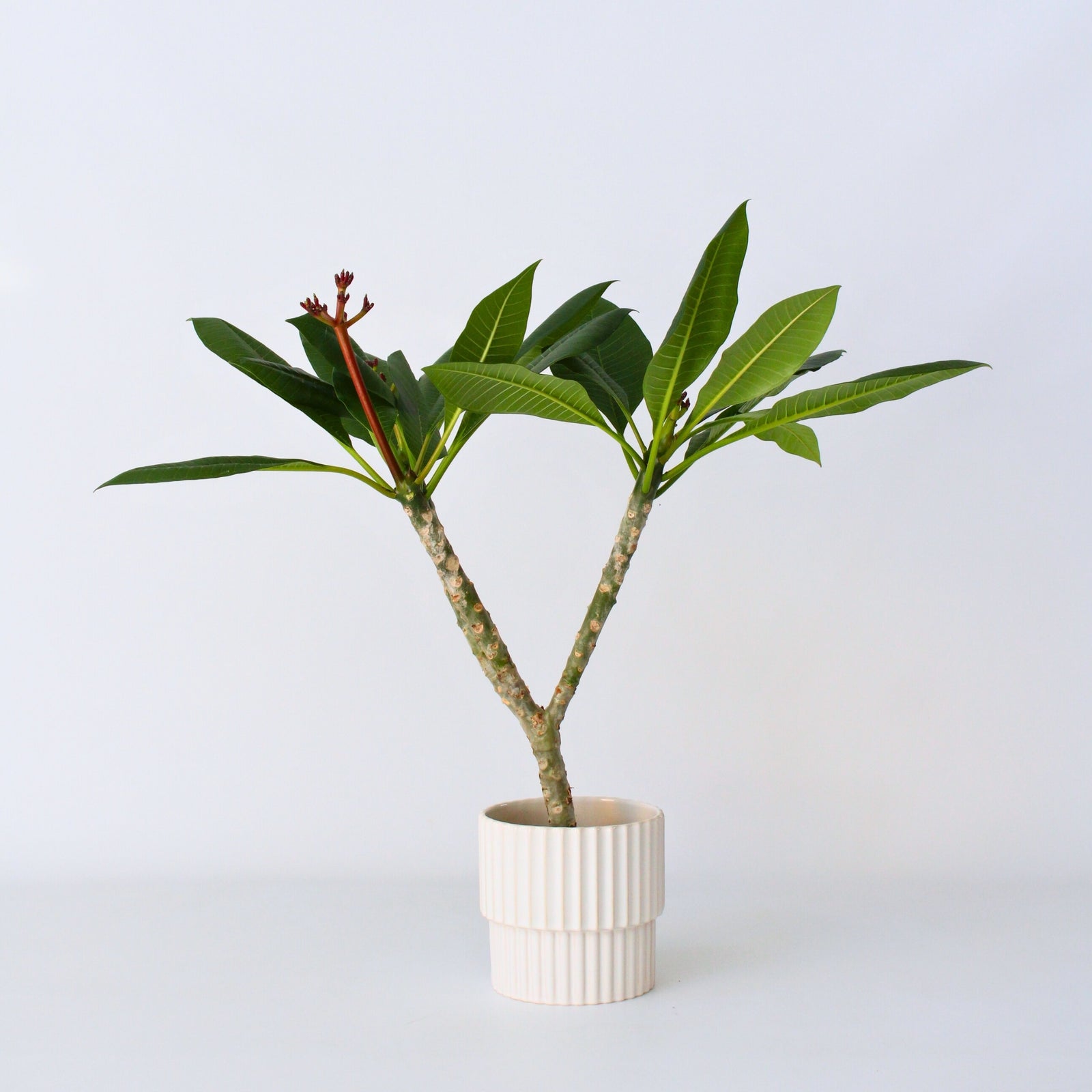 Frangipani White - Plumeria Rubra - Height 55-70cm - ⌀17cm | Set of 1 | White