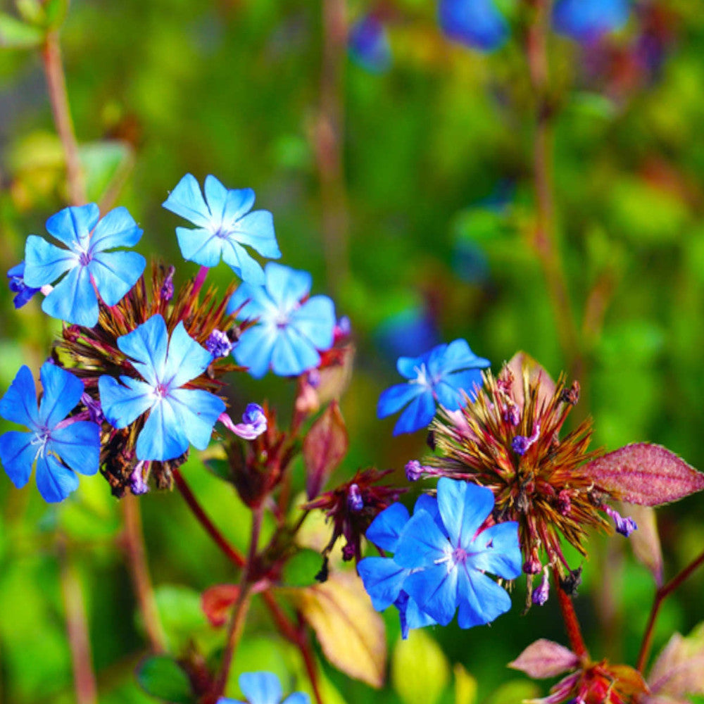 Hayloft Ceratostigma Summer Skies In A 1l Pot