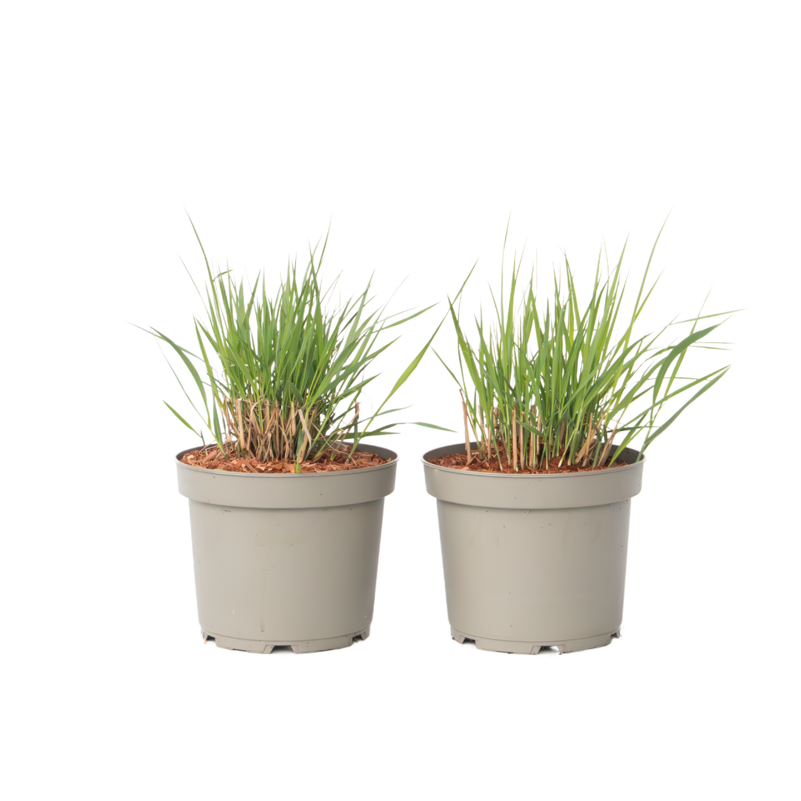 Switch Grass - 2 Pcs. - Panicum Virgatum 'heavy Metal' - Height 40-60cm - ⌀23cm | Set-of-2 | Green