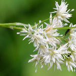 Luzula Nivea - Snowy Woodrush - 9cm Pots | 3 x 9cm | Creamy White