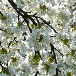 Prunus Umineko Flowering Cherry Tree 5-6ft Supplied In A 7.5 Litre Pot