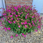 Hayloft Geranium X Cantabrigiense 'intense' - 9cm Pots