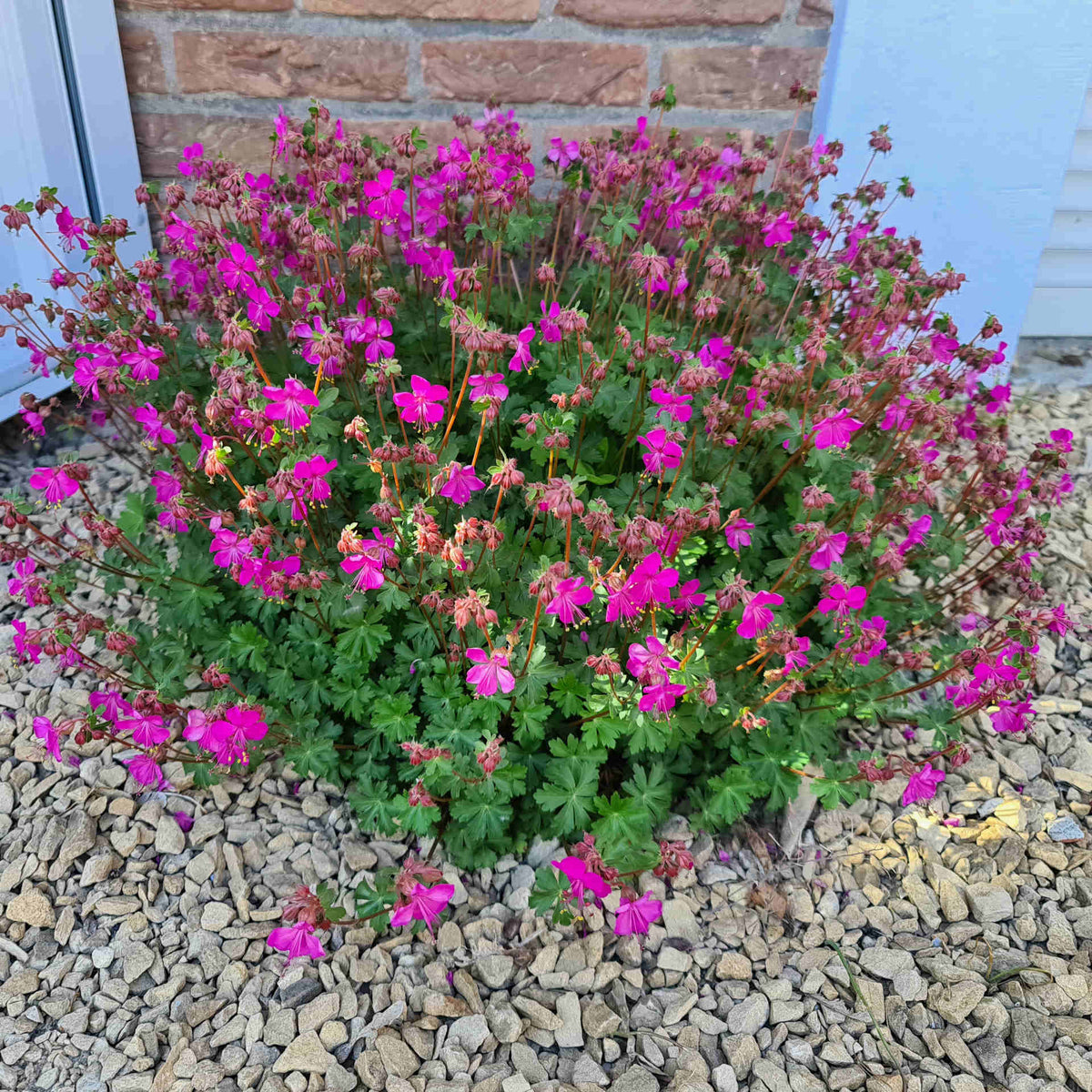 Hayloft Geranium X Cantabrigiense 'intense' - 9cm Pots