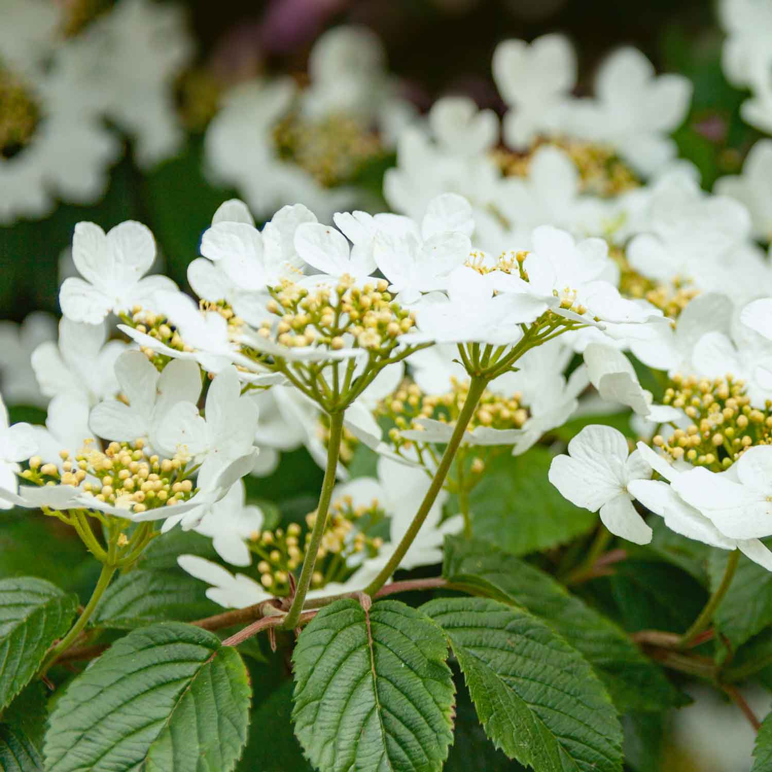 Viburnum Plicatum 'summer Snowflake' Plant | 1 x 3L | White