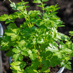 Italian Flat-leaf Parsley | 1L | Green