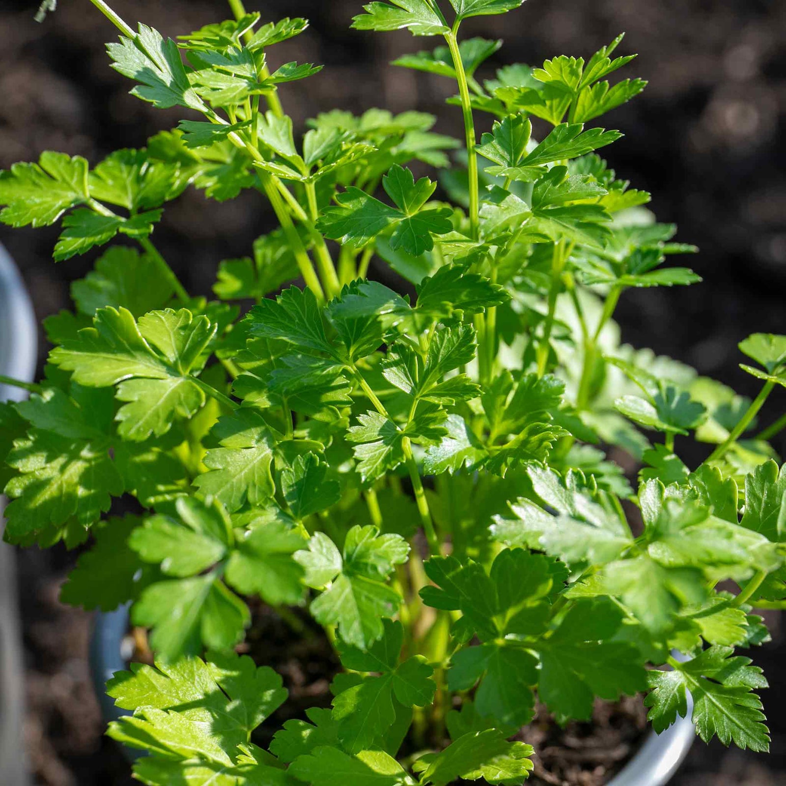 Italian Flat-leaf Parsley | 1L | Green