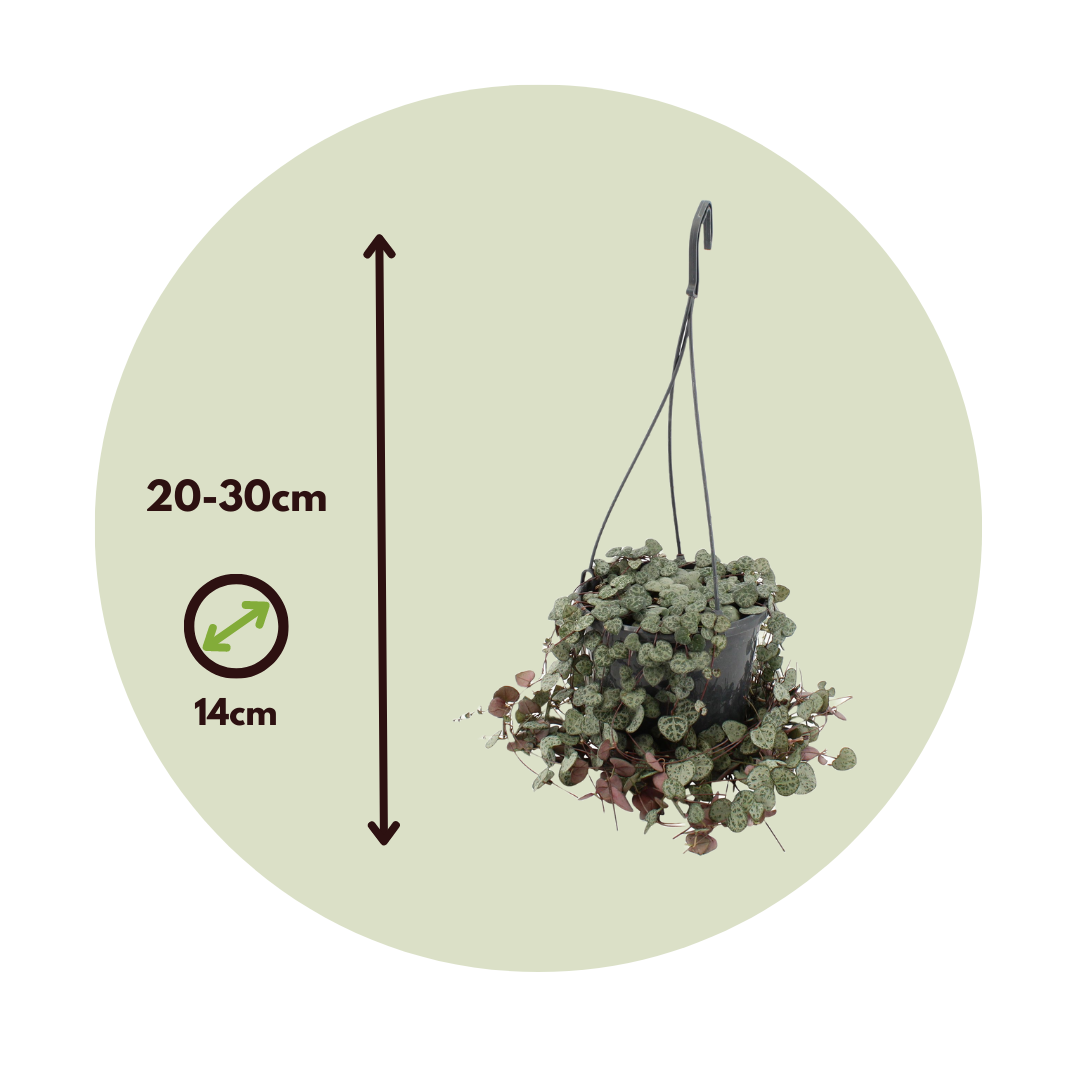 String Of Hearts - Ceropegia Linearis Woodii - Height 20-30cm - ⌀14cm | Set-of-1 | Pink