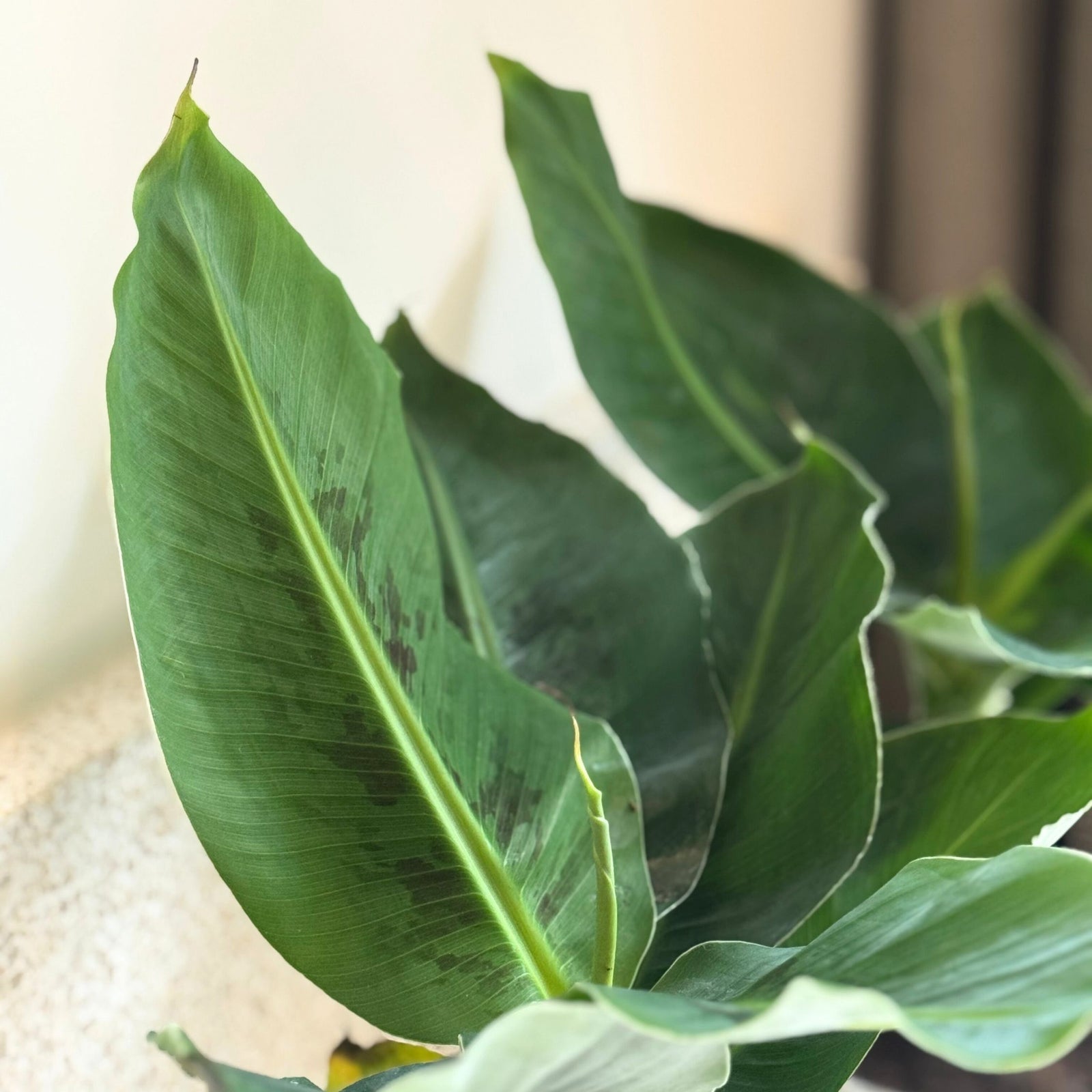 Banana Plant - 2 Pcs. - Musa 'oriental Dwarf' - Height 25-40cm - ⌀12cm | Set of 2 | Green