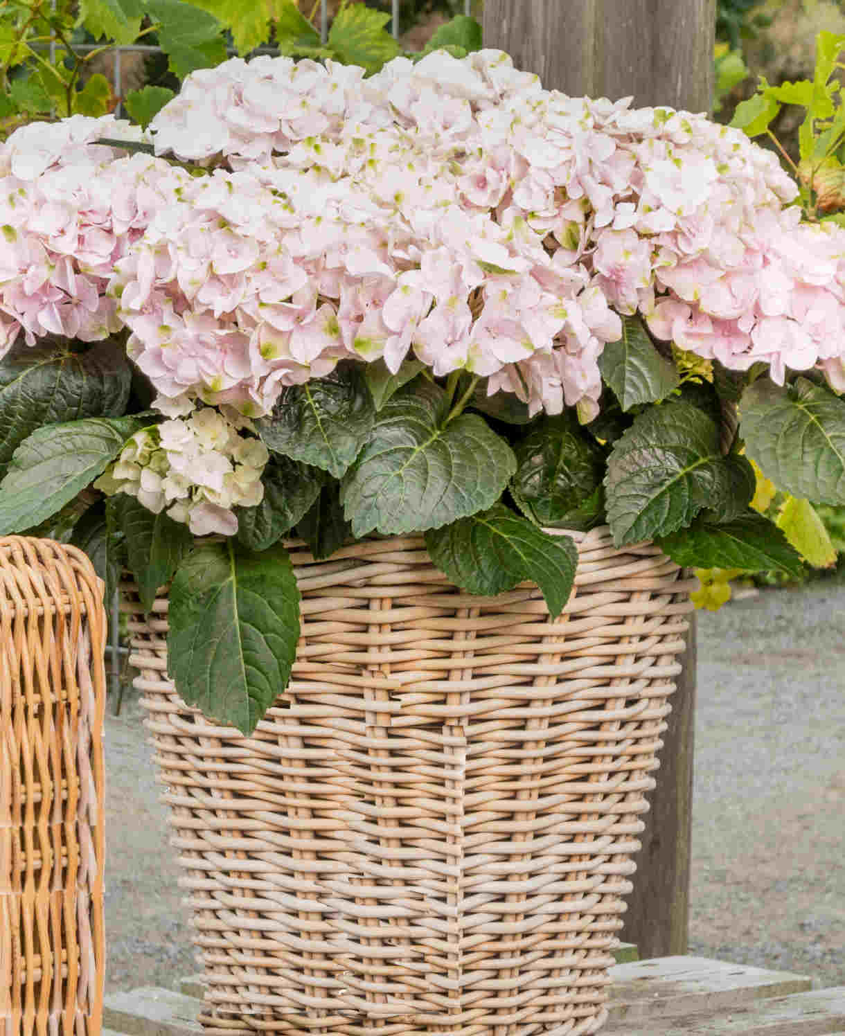 Hydrangea Rembrandt Elegant Rosa - 14cm pot | Set-of-1 | Pink