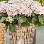 Hydrangea Rembrandt Elegant Rosa - 14cm pot | Set-of-3 | Pink
