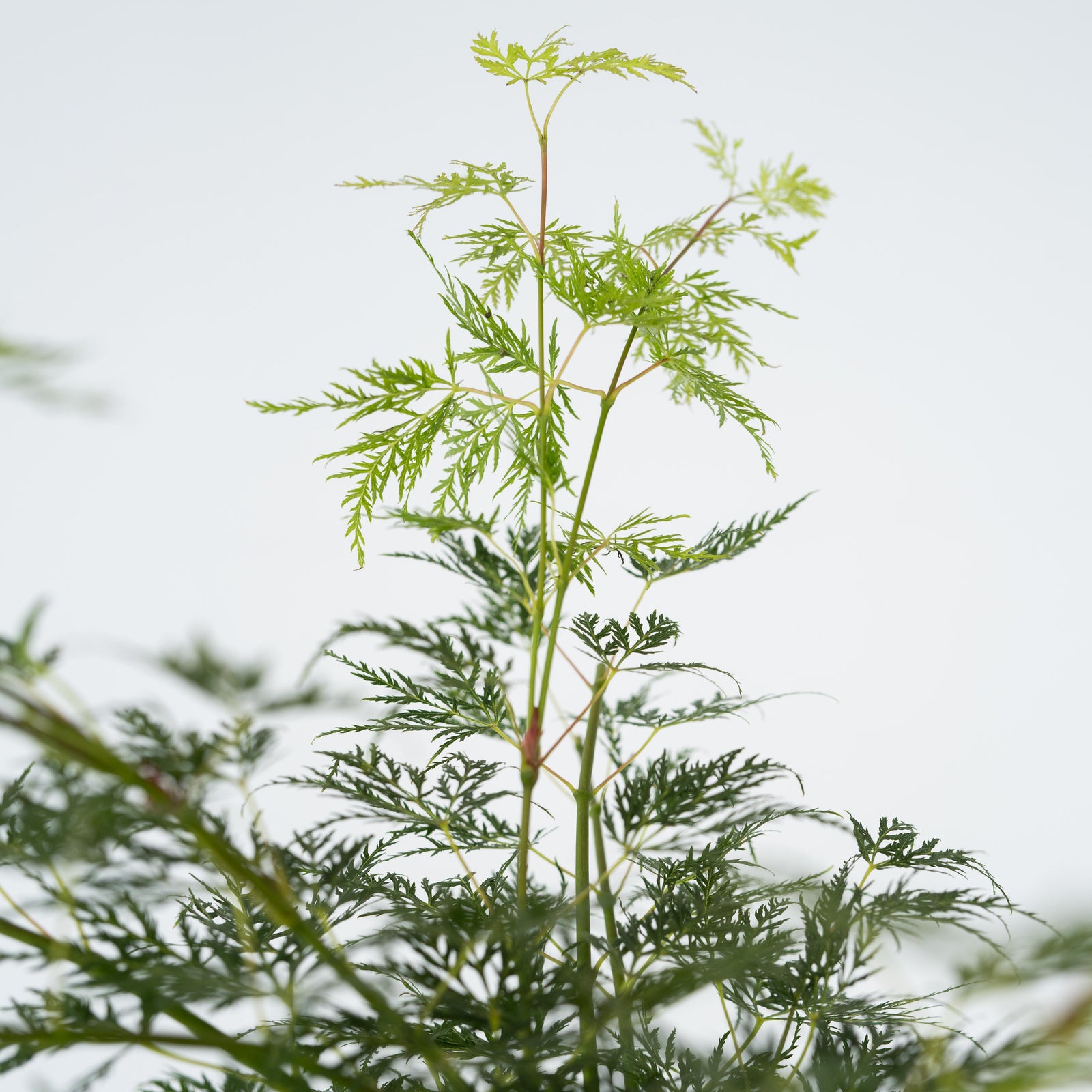 Japanese Maple - Acer Palmatum 'Emerald Lace' - Height 60-70cm - ⌀19cm | Set of 2 | Green