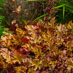 Heuchera Marmalade - Vibrant Evergreen With Striking Orange Foliage- 3 x 9cm Pot