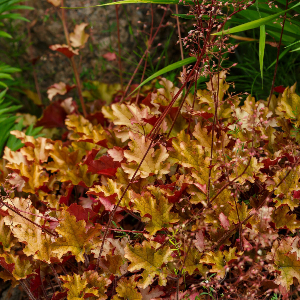 Heuchera Marmalade - Vibrant Evergreen With Striking Orange Foliage- 3 x 9cm Pot