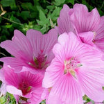 3 Large Mixed Lavatera Flowering Mallow Shrubs Plants In 3 Litre Pots