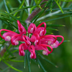 Grevillea Juniperina New Blood - Spider Flower 1 X 9cm Pot