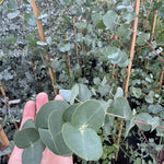 Eucalyptus Dalrympleana Evergreen Tree 5-6ft Large Supplied In A 5 Litre Pot