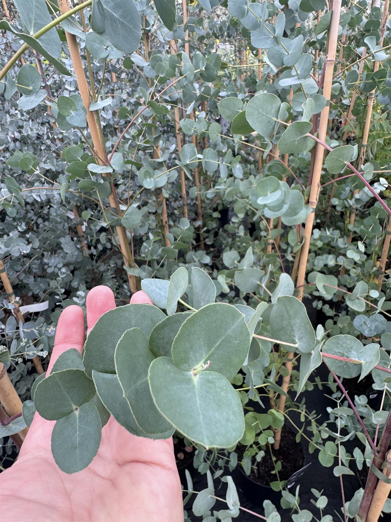 Eucalyptus Dalrympleana Evergreen Tree 5-6ft Large Supplied In A 5 Litre Pot