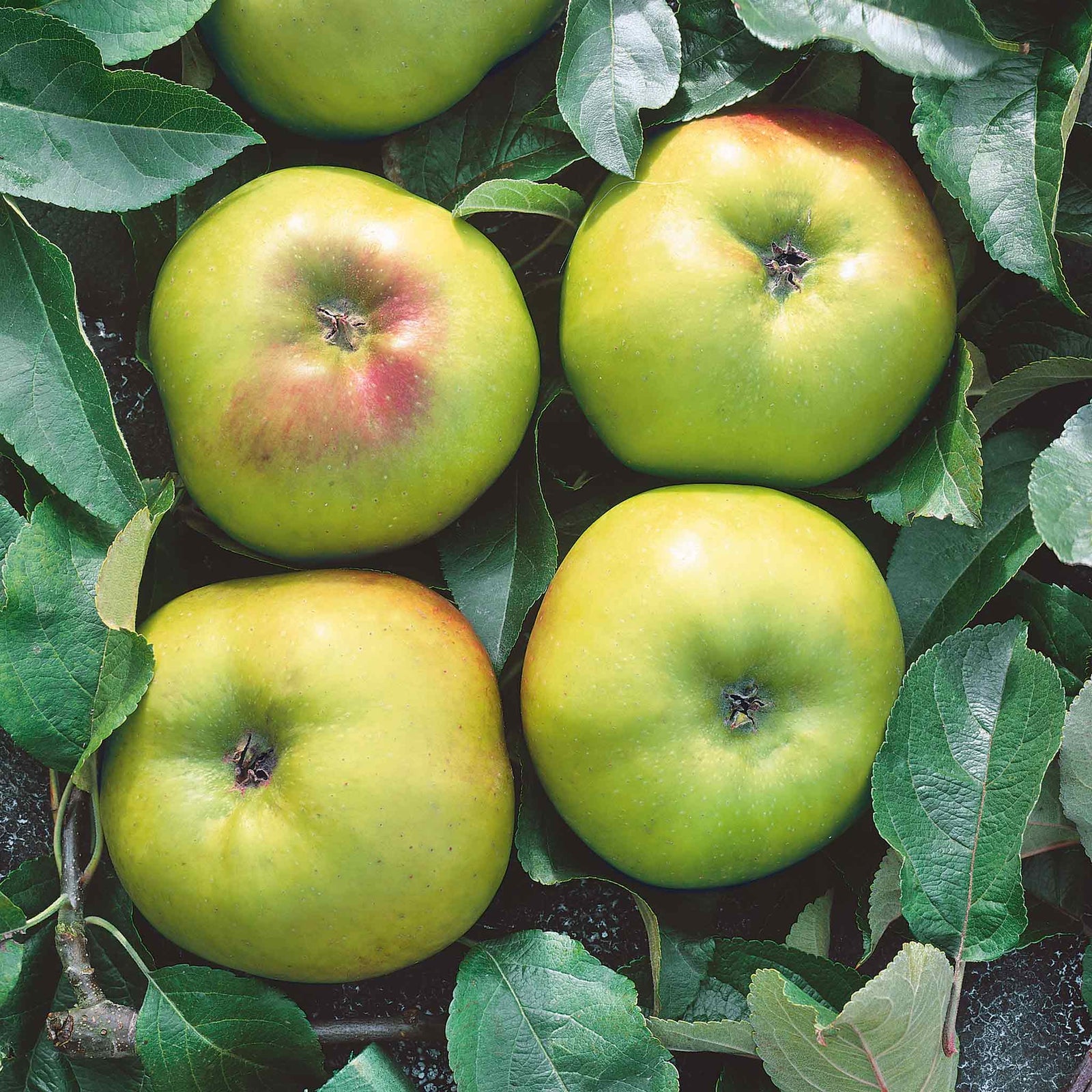 Apple 'bramley' | 1 x Bare Root