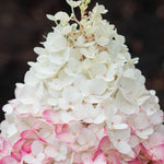 Thompson & Morgan Hydrangea Paniculata Living Strawberry Blossom - Creamy White To Strawberry Pink Blooms - Summer Display - 12cm Pot