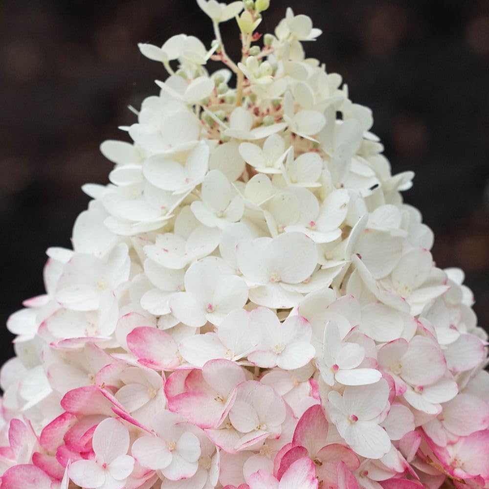 Thompson & Morgan Hydrangea Paniculata Living Strawberry Blossom - Creamy White To Strawberry Pink Blooms - Summer Display - 12cm Pot