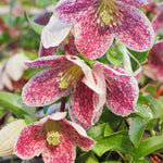 Clematis Cirrhosa Var. Purpurascens 'freckles' - 7cm pot | 1 x 7cm | Pink & White