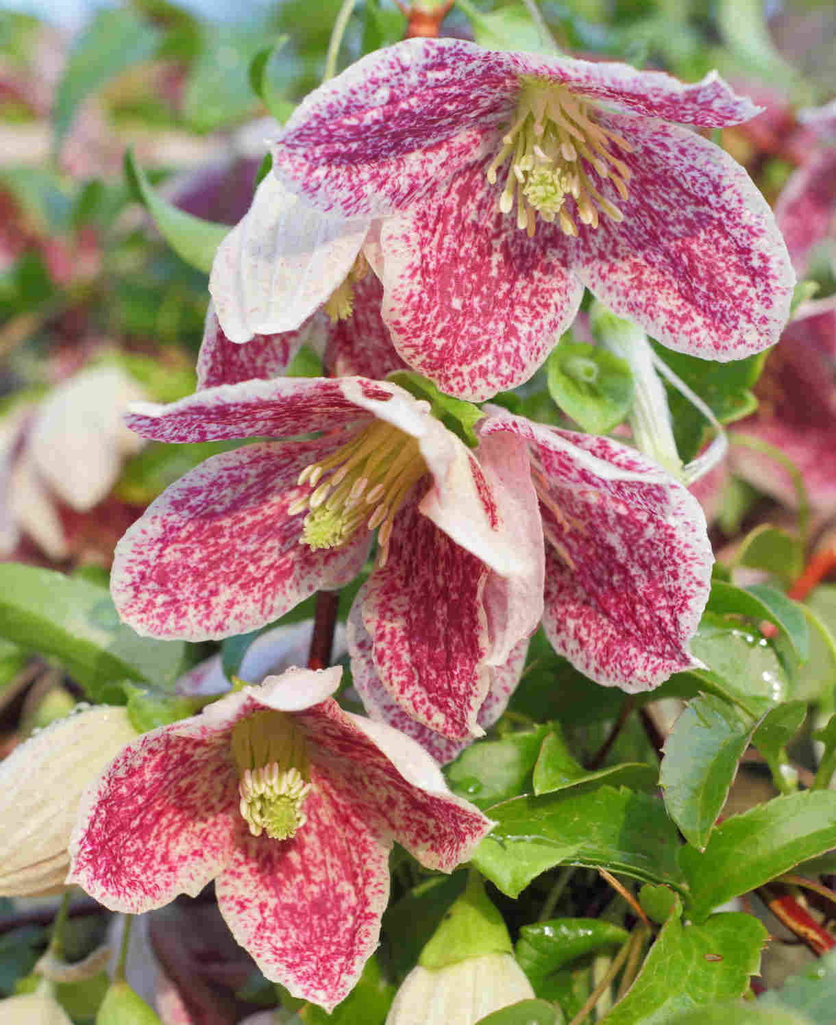 Clematis Cirrhosa Var. Purpurascens 'freckles' - 7cm pot | 1 x 7cm | Pink & White